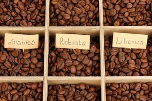 Виды и сорта кофе: немного географии и особенностей