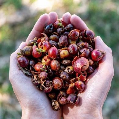 ЧАЙ ИЗ КОФЕЙНОЙ МЯКОТИ CASCARA COSTA-RICA GEISHA 200г.