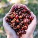 ЧАЙ ИЗ КОФЕЙНОЙ МЯКОТИ CASCARA COSTA-RICA GEISHA 200г. 3 из 5